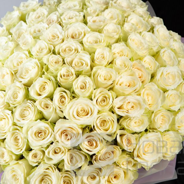 Букет 101 белая роза Кения  40 см  в упаковке