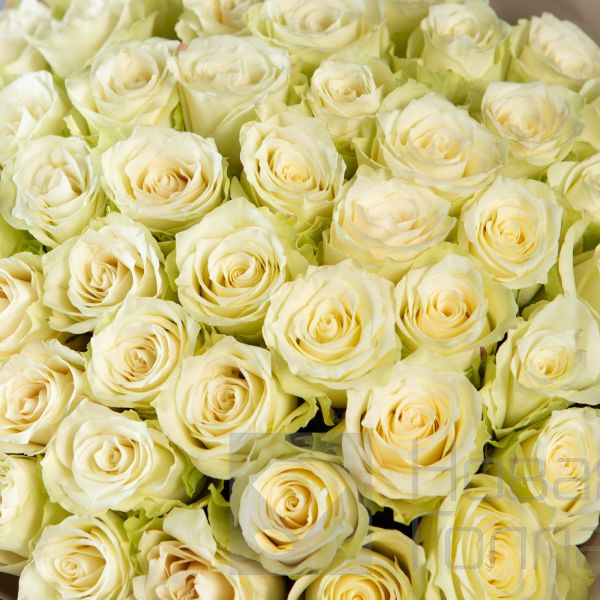 Букет 51 белая роза Кения 40 см в  упаковке