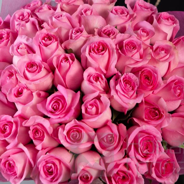 Букет 51 розовая роза Кения 40 см в упаковке