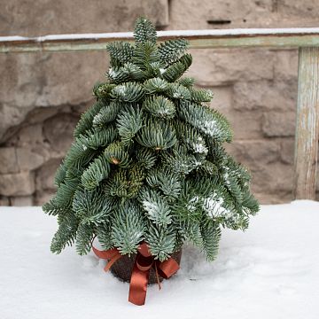 Ель из ветвей нобилиса 30 см