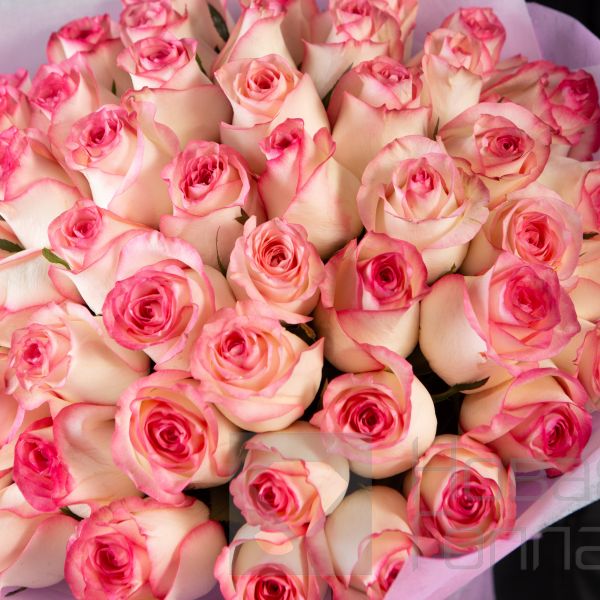 Букет 51 розовая роза с каймой Кения 40 см в упаковке