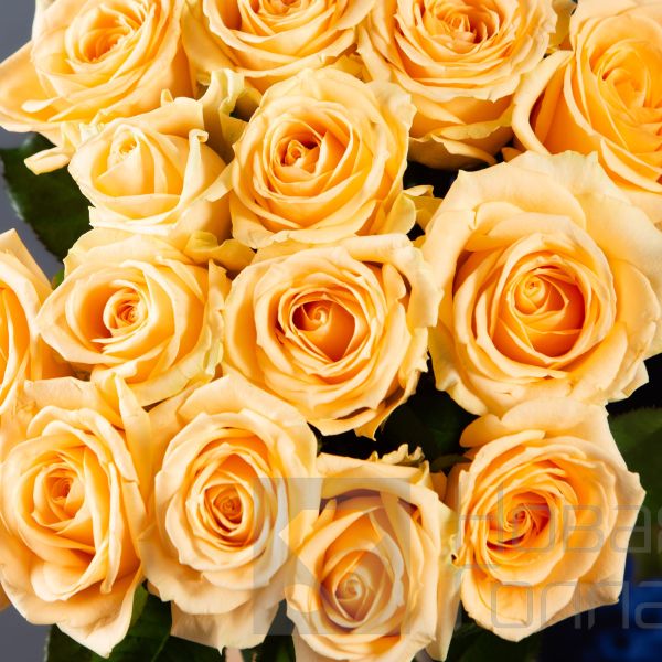 Букет 15 кремовых роз 40 см