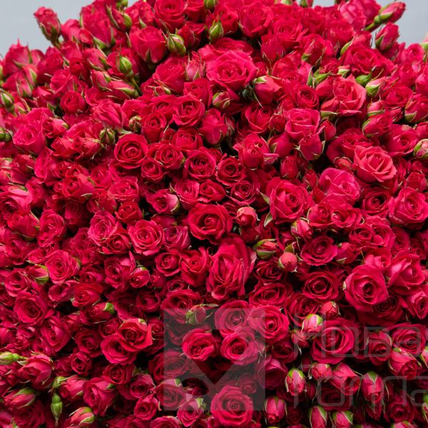 Букет 101 кустовая кремовая роза