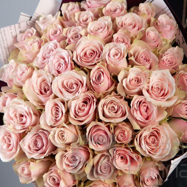 Букет 51 нюдовая роза кения 40 см в  упаковке